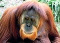 Orangutans