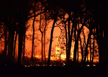 Photo Of Burning Forest