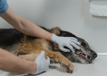 Person Holding Black and Brown Dog