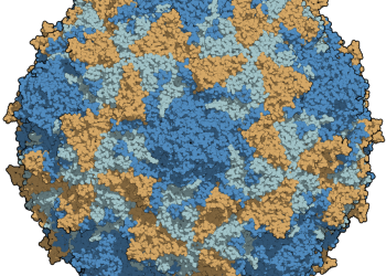 polio virus