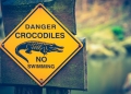 Alligator sign board