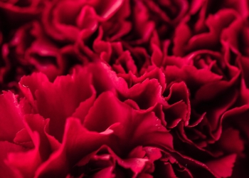 a red aesthetic wallpaper full of flowers