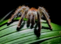 Goliath birdeater - the biggest spider in the world