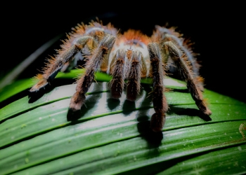 Goliath birdeater - the biggest spider in the world