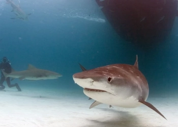 Scientists seek sharks’ help to discover the world’s largest seagrass forest in the Bahamas