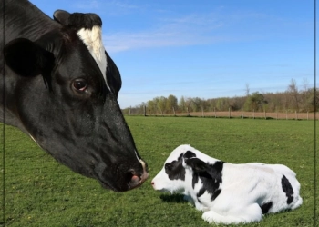 Cow with calf