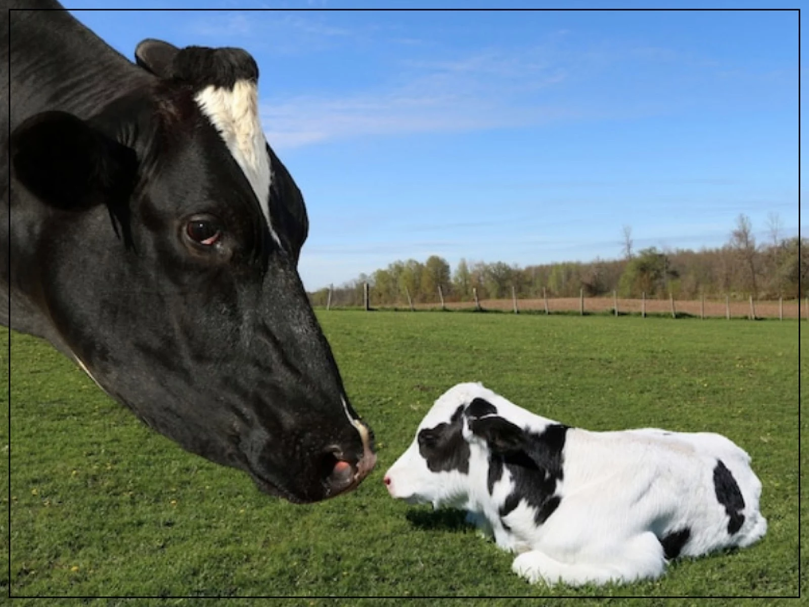 Cow with calf