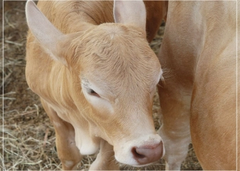 Brown baby cow