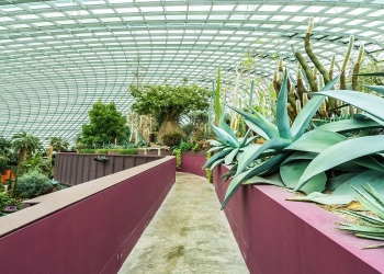 Most expensive indoor plants in the USA and World