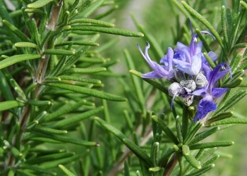 Rosemary herb with flower