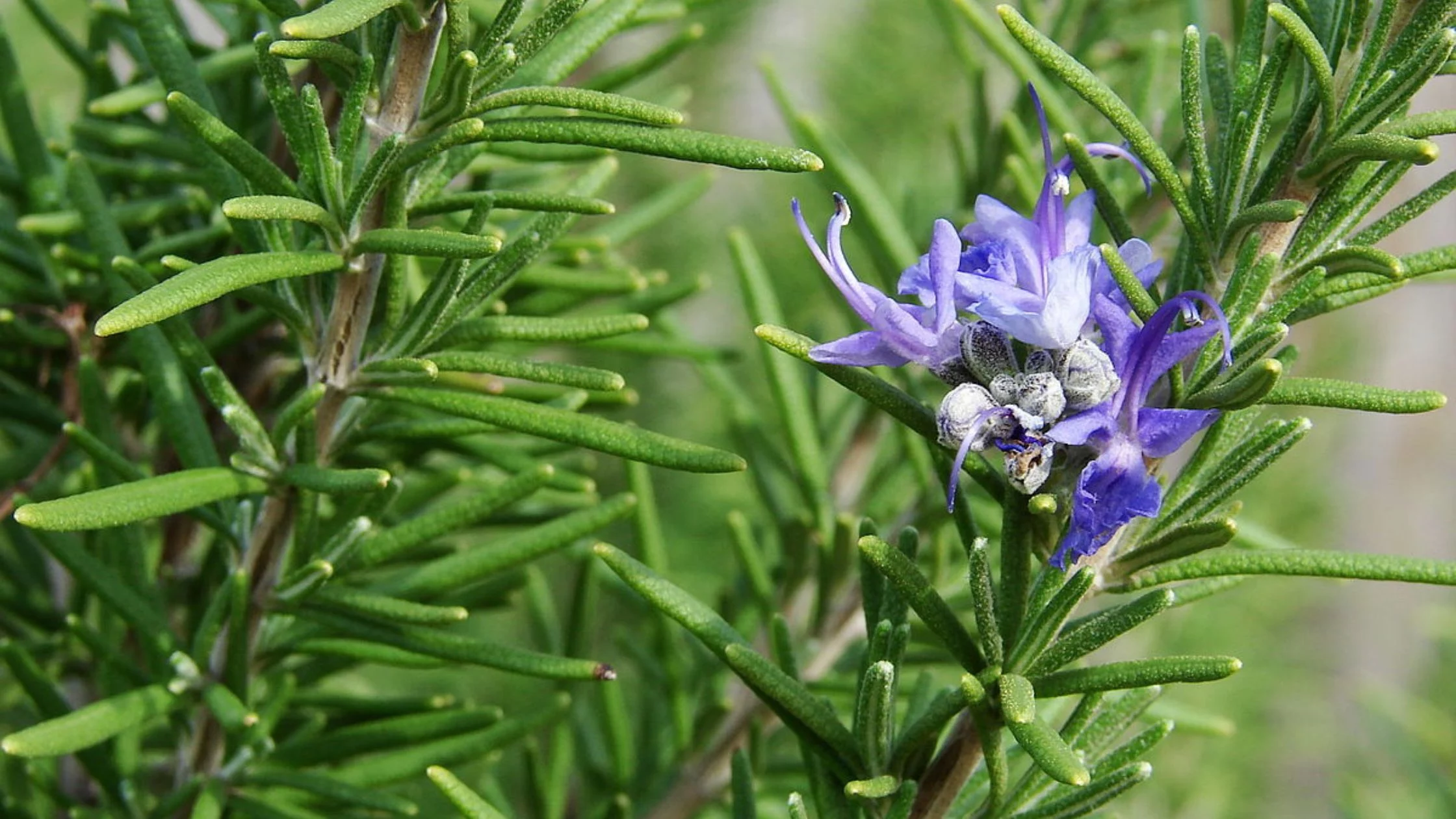 Rosemary herb with flower