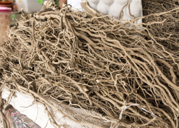 The Health Benefits and Social Perks of Kava Bars